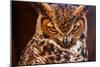 Great Horned Own-duallogic-Mounted Photographic Print