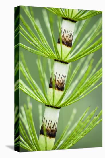 Great Horsetail (Equisetum Telmateia) Close-Up of Stem, Poloniny Np, Carpathians, Slovakia, Europe-Wothe-Stretched Canvas