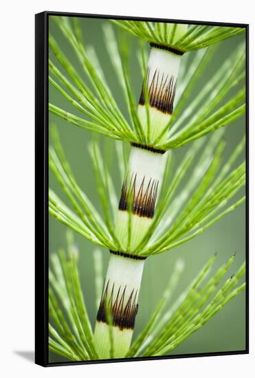 Great Horsetail (Equisetum Telmateia) Close-Up of Stem, Poloniny Np, Carpathians, Slovakia, Europe-Wothe-Framed Stretched Canvas