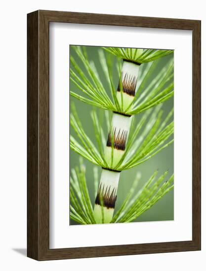 Great Horsetail (Equisetum Telmateia) Close-Up of Stem, Poloniny Np, Carpathians, Slovakia, Europe-Wothe-Framed Photographic Print