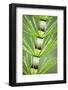 Great Horsetail (Equisetum Telmateia) Close-Up of Stem, Poloniny Np, Carpathians, Slovakia, Europe-Wothe-Framed Photographic Print