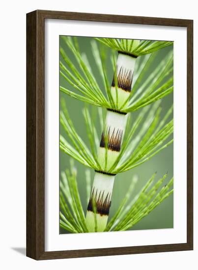 Great Horsetail (Equisetum Telmateia) Close-Up of Stem, Poloniny Np, Carpathians, Slovakia, Europe-Wothe-Framed Photographic Print