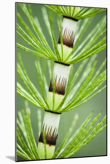 Great Horsetail (Equisetum Telmateia) Close-Up of Stem, Poloniny Np, Carpathians, Slovakia, Europe-Wothe-Mounted Photographic Print