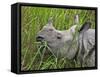 Great Indian One-Horned Rhino Feeds on Swamp Grass in Kaziranga National Park, World Heritage Site-Nigel Pavitt-Framed Stretched Canvas