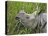 Great Indian One-Horned Rhino Feeds on Swamp Grass in Kaziranga National Park, World Heritage Site-Nigel Pavitt-Stretched Canvas