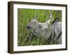 Great Indian One-Horned Rhino Feeds on Swamp Grass in Kaziranga National Park, World Heritage Site-Nigel Pavitt-Framed Photographic Print