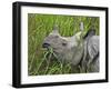 Great Indian One-Horned Rhino Feeds on Swamp Grass in Kaziranga National Park, World Heritage Site-Nigel Pavitt-Framed Photographic Print