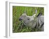 Great Indian One-Horned Rhino Feeds on Swamp Grass in Kaziranga National Park, World Heritage Site-Nigel Pavitt-Framed Photographic Print