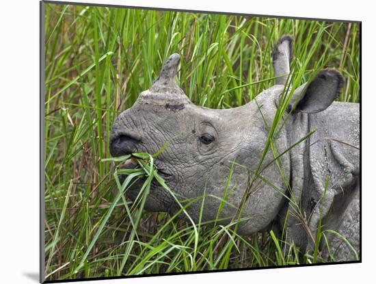 Great Indian One-Horned Rhino Feeds on Swamp Grass in Kaziranga National Park, World Heritage Site-Nigel Pavitt-Mounted Photographic Print