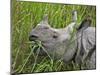 Great Indian One-Horned Rhino Feeds on Swamp Grass in Kaziranga National Park, World Heritage Site-Nigel Pavitt-Mounted Photographic Print