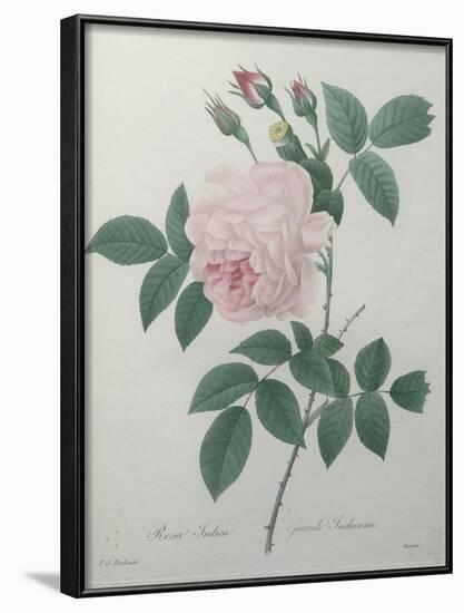 Great Indian Rose-Pierre-Joseph Redoute-Framed Art Print