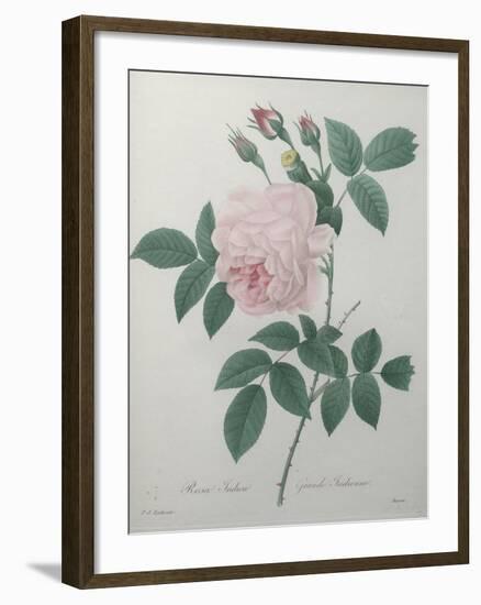 Great Indian Rose-Pierre-Joseph Redoute-Framed Art Print