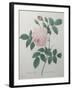 Great Indian Rose-Pierre-Joseph Redoute-Framed Art Print