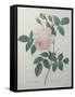 Great Indian Rose-Pierre-Joseph Redoute-Framed Stretched Canvas