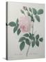 Great Indian Rose-Pierre-Joseph Redoute-Stretched Canvas