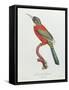 Great Jacamar, Engraved by Gromillier-Jacques Barraband-Framed Stretched Canvas