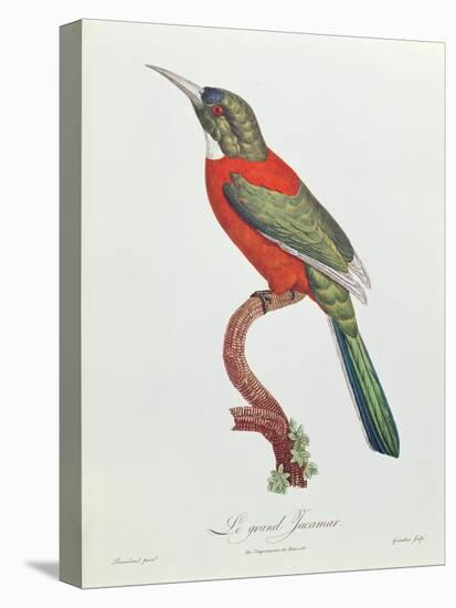 Great Jacamar, Engraved by Gromillier-Jacques Barraband-Stretched Canvas