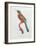 Great Jacamar, Engraved by Gromillier-Jacques Barraband-Framed Giclee Print