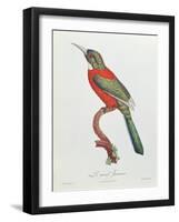 Great Jacamar, Engraved by Gromillier-Jacques Barraband-Framed Giclee Print