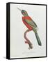 Great Jacamar, Engraved by Gromillier-Jacques Barraband-Framed Stretched Canvas