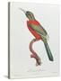 Great Jacamar, Engraved by Gromillier-Jacques Barraband-Stretched Canvas