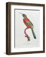 Great Jacamar, Engraved by Gromillier-Jacques Barraband-Framed Giclee Print