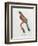 Great Jacamar, Engraved by Gromillier-Jacques Barraband-Framed Giclee Print