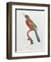 Great Jacamar, Engraved by Gromillier-Jacques Barraband-Framed Giclee Print