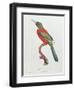 Great Jacamar, Engraved by Gromillier-Jacques Barraband-Framed Giclee Print