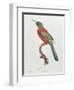 Great Jacamar, Engraved by Gromillier-Jacques Barraband-Framed Giclee Print