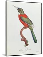 Great Jacamar, Engraved by Gromillier-Jacques Barraband-Mounted Giclee Print