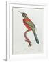 Great Jacamar, Engraved by Gromillier-Jacques Barraband-Framed Giclee Print