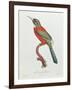 Great Jacamar, Engraved by Gromillier-Jacques Barraband-Framed Giclee Print