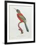 Great Jacamar, Engraved by Gromillier-Jacques Barraband-Framed Giclee Print