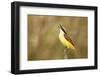 Great Kiskadee Calling from Perch Starr, Texas, Usa-Richard ans Susan Day-Framed Photographic Print