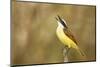 Great Kiskadee Calling from Perch Starr, Texas, Usa-Richard ans Susan Day-Mounted Photographic Print