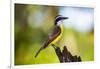 Great Kiskadee (Pitangus Sulphuratus), Boca Tapada, Alajuela Province, Costa Rica, Central America-Matthew Williams-Ellis-Framed Photographic Print