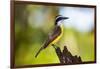 Great Kiskadee (Pitangus Sulphuratus), Boca Tapada, Alajuela Province, Costa Rica, Central America-Matthew Williams-Ellis-Framed Photographic Print