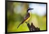 Great Kiskadee (Pitangus Sulphuratus), Boca Tapada, Alajuela Province, Costa Rica, Central America-Matthew Williams-Ellis-Framed Photographic Print