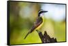 Great Kiskadee (Pitangus Sulphuratus), Boca Tapada, Alajuela Province, Costa Rica, Central America-Matthew Williams-Ellis-Framed Stretched Canvas