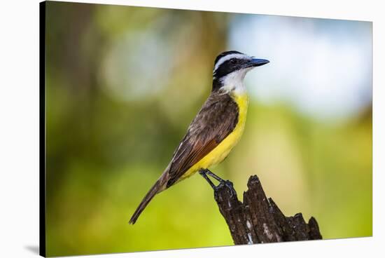 Great Kiskadee (Pitangus Sulphuratus), Boca Tapada, Alajuela Province, Costa Rica, Central America-Matthew Williams-Ellis-Stretched Canvas