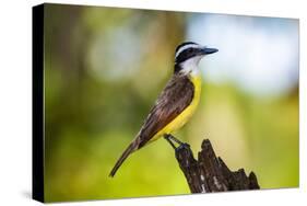 Great Kiskadee (Pitangus Sulphuratus), Boca Tapada, Alajuela Province, Costa Rica, Central America-Matthew Williams-Ellis-Stretched Canvas