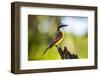 Great Kiskadee (Pitangus Sulphuratus), Boca Tapada, Alajuela Province, Costa Rica, Central America-Matthew Williams-Ellis-Framed Photographic Print