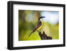 Great Kiskadee (Pitangus Sulphuratus), Boca Tapada, Alajuela Province, Costa Rica, Central America-Matthew Williams-Ellis-Framed Photographic Print
