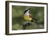 Great kiskadee, South Padre Island, Texas-Adam Jones-Framed Photographic Print