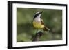 Great kiskadee, South Padre Island, Texas-Adam Jones-Framed Photographic Print