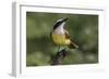 Great kiskadee, South Padre Island, Texas-Adam Jones-Framed Photographic Print