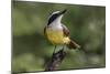 Great kiskadee, South Padre Island, Texas-Adam Jones-Mounted Photographic Print