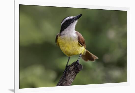 Great kiskadee, South Padre Island, Texas-Adam Jones-Framed Photographic Print