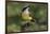 Great kiskadee, South Padre Island, Texas-Adam Jones-Framed Photographic Print